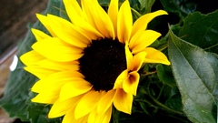 Sunflower Plants flower
