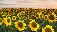 Sunflower small high