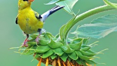 Sunflowers Birds goldfinch