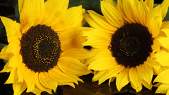 Sunflowers flower Flowers