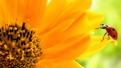 Sunflowers ladybirds