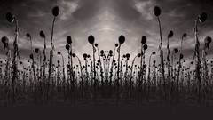 Sunflowers Music monochrome grayscale album covers dead can 