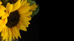 Sunflowers vase kale