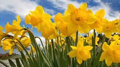 Sunlight daffodils yellow flowers