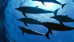 Sunlight Dolphins underwater