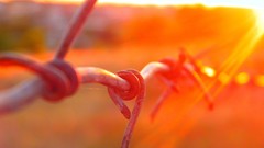 Sunlight macro Chain Link