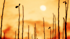 Sunlight nature silhouettes Plants