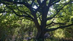 Sunlight shady Green forest