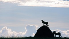 Sunrise Africa brother cheetahs Kenya