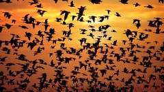 Sunrise Birds flock flying silhouettes skyscapes