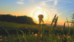 Sunrise Landscapes sun grass