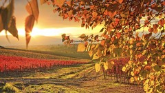 Sunrise nature autumn connecticut