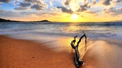 Sunrise ocean Wood logs