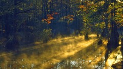 Sunrise swamp Parks sunlight forests cypress north carolina