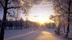 Sunrise winter Trees