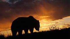 Sunset Animals brown bears Silhoutte