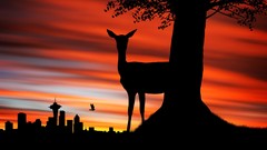 Sunset Animals deer Africa silhouettes south Johannesburg