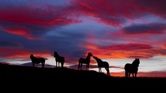 Sunset Animals Horses silhouettes Icelandic
