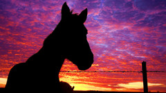 Sunset Animals silhouettes Horses