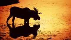 Sunset Animals Wyoming silhouettes moose