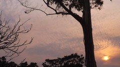 Sunset clouds lilac skies gum