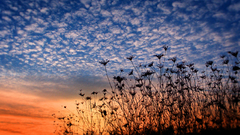 Sunset clouds nature Flowers