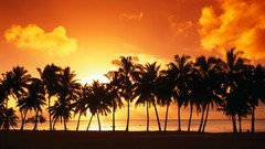 Sunset Cook Islands Islands palm trees silhouettes