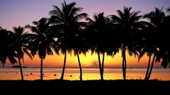 Sunset Cook Islands Islands palm trees silhouettes