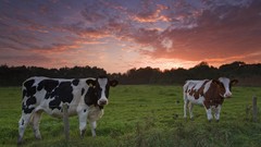 Sunset Cows The Netherlands