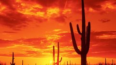 Sunset deserts silhouettes Arizona