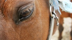 Sunset eyes Horses warm reflections mirrors