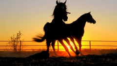 Sunset fences Animals silhouettes