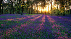 Sunset Flowers dark forest