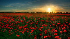 Sunset Flowers fields red