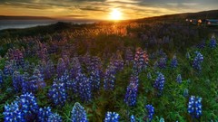 Sunset Flowers nature bluebells blue flowers
