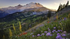 Sunset Flowers trail Washington Mount Rainier