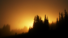 Sunset forests silhouettes fog
