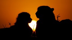 Sunset Games South Africa cheetahs