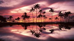 Sunset Hawaii palm trees Parks Beaches oahu