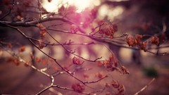 Sunset Japan Tokyo cityscapes shinjuku