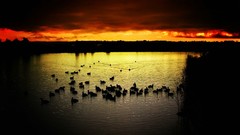 Sunset Landscapes Ducks
