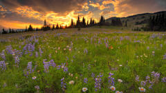 Sunset Landscapes nature Flowers