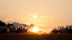 Sunset Landscapes Trees