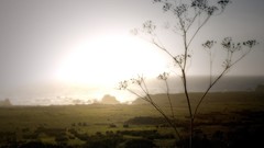 Sunset Landscapes Trees plains