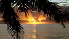 Sunset leaves silhouettes palm