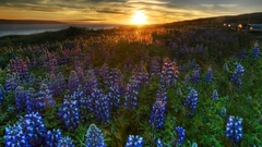 Sunset meadows bluebells