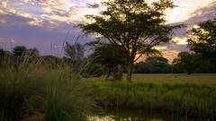 Sunset nature Africa South Africa bushes