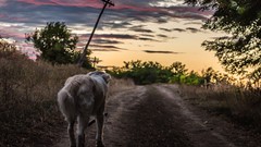 Sunset nature Animals Dogs country road