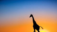 Sunset nature Animals Giraffes Africa botswana