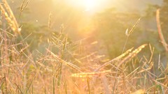 Sunset nature grass light heaven fields costa rica